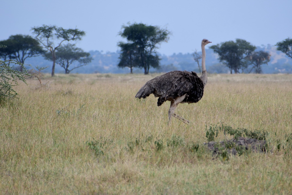 Drive to Central Serengeti